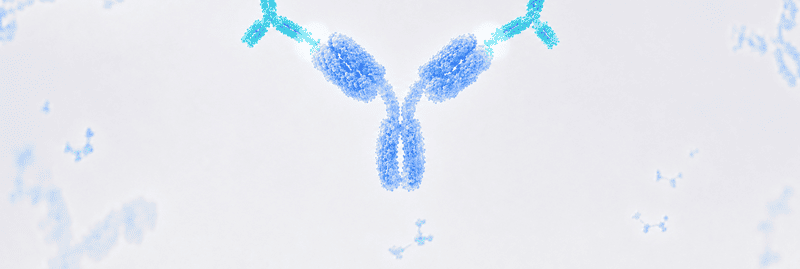 Anti-Idiotype Antibodies